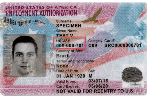 Image of sample employment authorization card with USCIS# circled